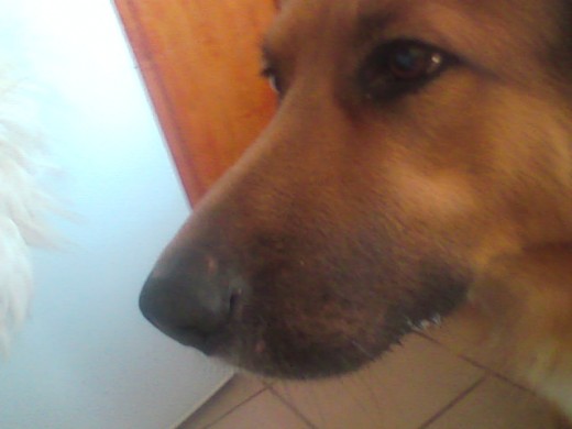 El, es Terry. Es un perro muy noble, simpático y sociable. Le encanta que lo quieran y lo acaricien. Es encantador!!! Además es hermoso. único!